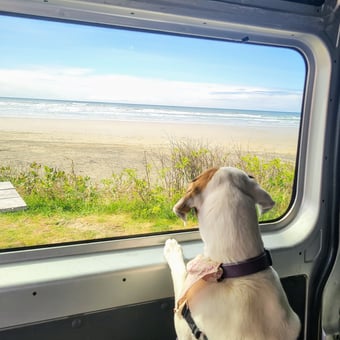 Betsy — photo 2